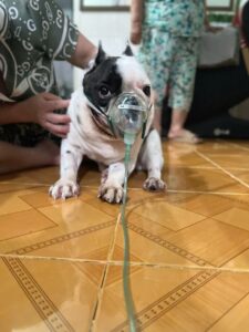 Máy Tạo Oxy Cho Thú Cưng